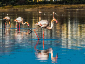 Flamingos in the Larnaca salt lake