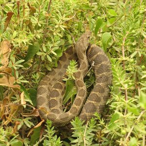 Coin Snake