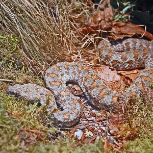 Cyprian Blunt-nose Viper