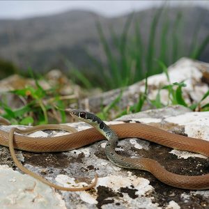 Dahl's Whip Snake