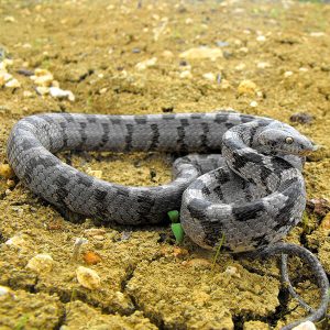 European Cat Snake
