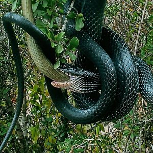 Large Whip Snake