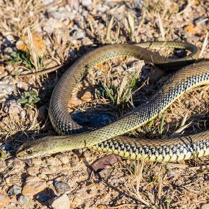 Montpellier Snake