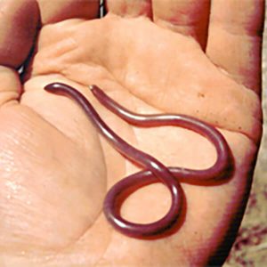 Worm Snake